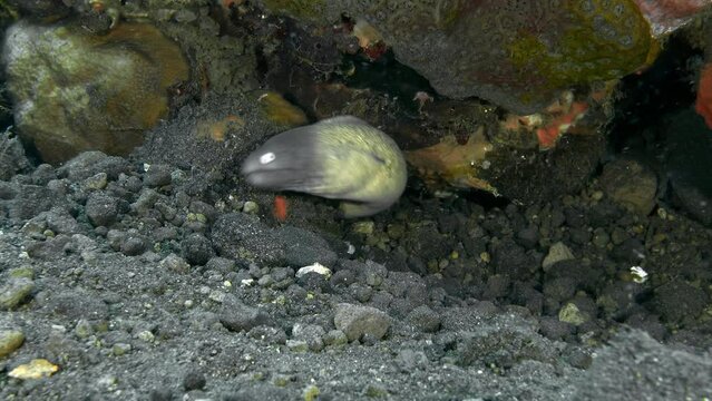 Two moray eels, a large and a small one, sit in a crevice between corals at the bottom of a tropical sea. Whiteeyed Moray (Gymnothorax thyrsoideus) 66 cm. ID: eyes with small black pupil, white iris.