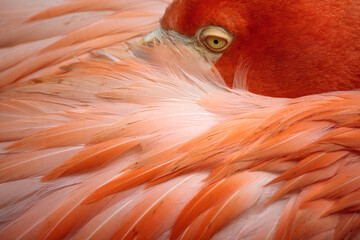 beautiful close-up of a flamingo with beautiful pink feathers