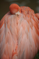 beautiful close-up of a flamingo with beautiful pink feathers