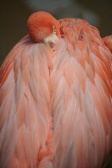 beautiful close-up of a flamingo with beautiful pink feathers