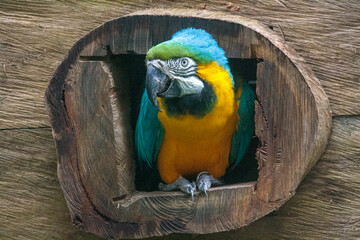 Beautiful and colorful parrot framed by a wooden texture