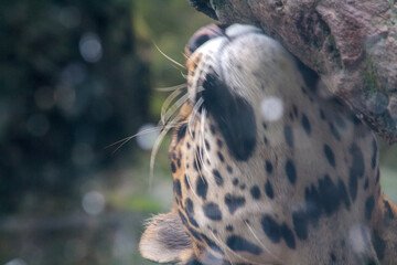 close-up of a jaguar, the most powerful feline in America