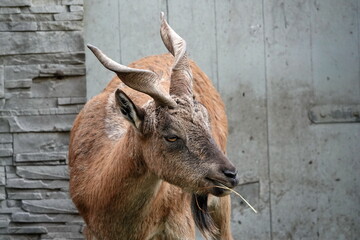 Tajik screw-horned goat (Markhur)