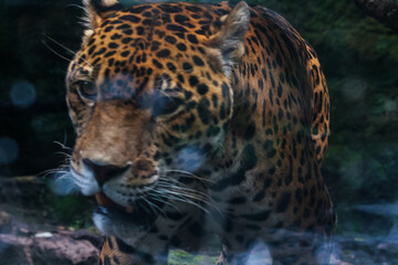 close-up of a jaguar, the most powerful feline in America