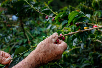Coffee farmer's hand removes coffee beans from a branch in Jardin, Antioquia, Colombia