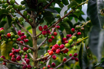 Red and green coffee beans on a plant