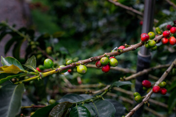 Closeup of red and green coffee beans on a plant