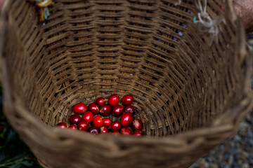Ripe coffee beans in a wicker basket