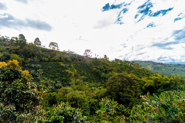 Panoramic view of a coffee plantation in Jardin, Antioquia, Colombia