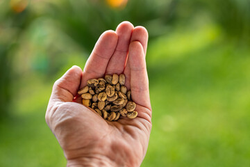 Coffee beans for pasilla in a man's hand