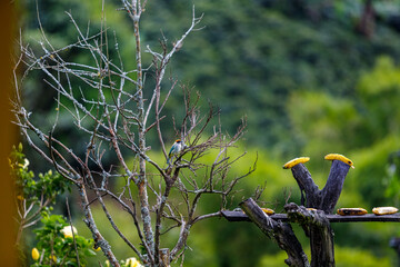 Atlapetes bird perched on a branch next to banana peels