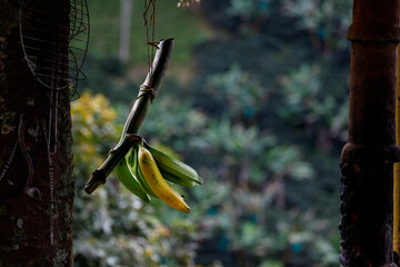 Bananas hanging from a branch on a Colombian farm