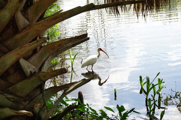 Small white bird with long orange beak walking in the water at an urban park in New Orleans