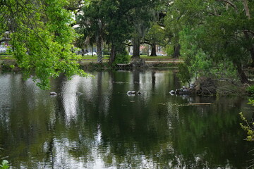 Fototapeta premium Trees surrounding a lake at City Park in New Orleans