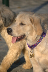 Puedes tener muchos amigos pero ninguno como un peludo que nunca te abandonara.