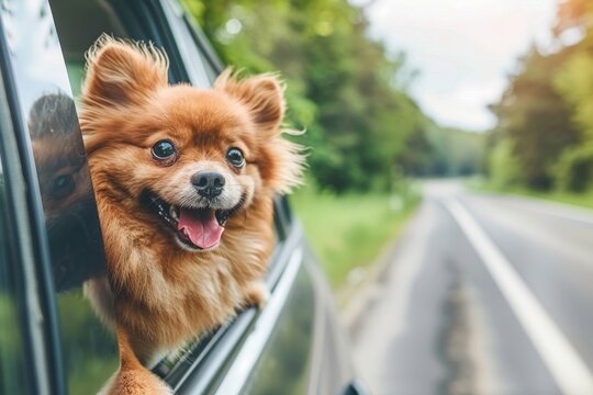 Happy dog looking out of car window, Cute dog enjoying road trip at sunny summer day