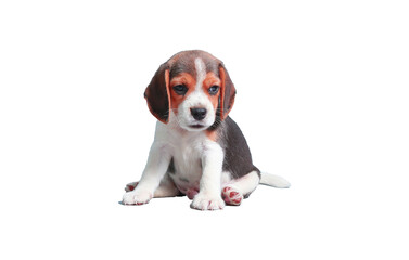 puppy isolated on white background