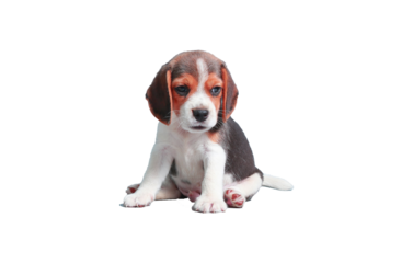puppy isolated on white background