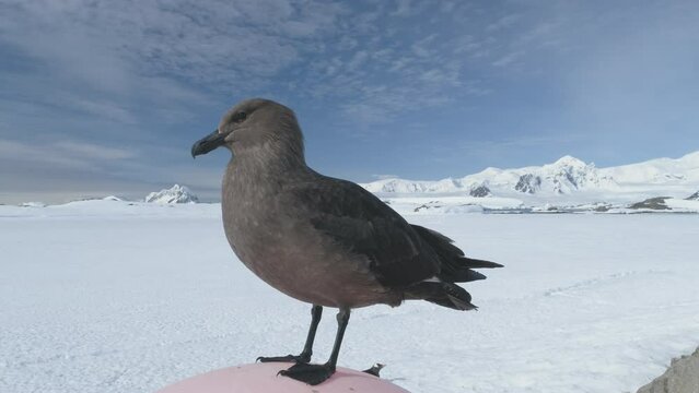 Arctic Bird Skua on Snow Winter Landscape Closeup. Brown Antarctica Seabird Pose on Frozen Ocean Coast Background. South Pole Wildlife Animal Close-up Static Shot Footage 4K (UHD)