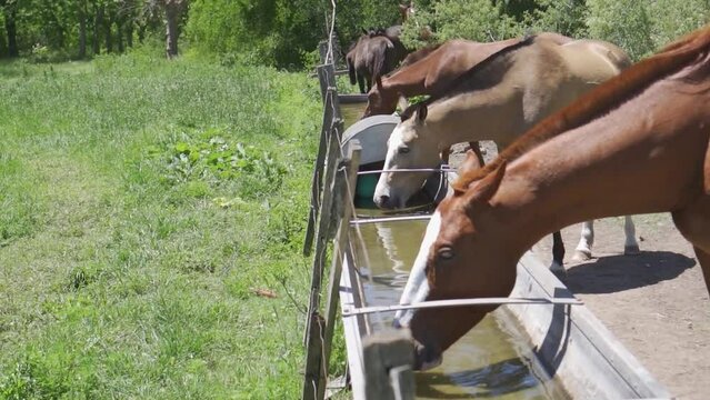 horses in the field drinking water from a trough on a sunny day. slow motion