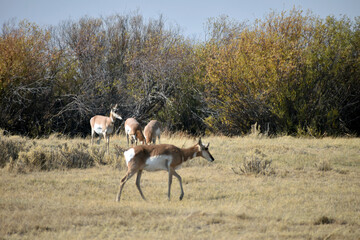 Pronghorn in North Colorado Field