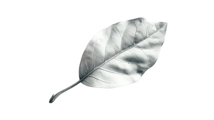 A monochrome close-up of a leaf, emphasizing intricate texture and patterns, symbolizing nature and life
