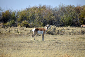 Pronghorn in North Colorado Field