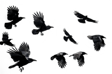 crow, illustration, background, bird, vector, fly, flight, animal, wing, group, set, cartoon, raven, nature, design, isolated, feather, realistic, icon, decoration, symbol, collection, decor, art, bla