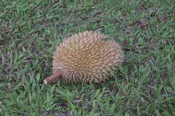 harvest of durian fruit fall from tree