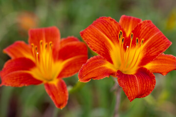 Lily in the garden