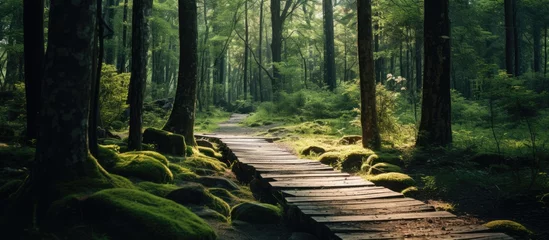 Foto op Canvas A trail made of wood weaves through a dense forest, surrounded by terrestrial plants, trees, and grass. The natural landscape is dominated by towering tree trunks in this biome © 2rogan