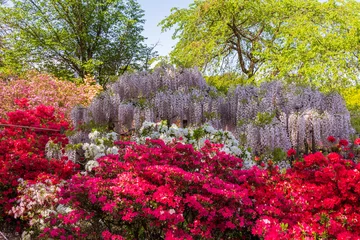 Rolgordijnen 日本の風景・春　あしかがフラワーパーク　多種多彩な花々 © Yuta1127