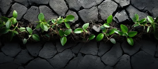 Foto op Aluminium Terrestrial plants, such as grass and groundcover, are thriving in the crack of the rock, showcasing the resilience of nature in urban environments © 2rogan