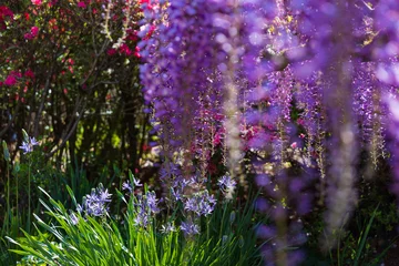 Zelfklevend Fotobehang 日本の風景・春　あしかがフラワーパーク　多種多彩な花々 © Yuta1127