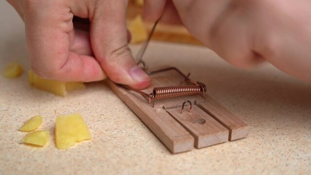 Installing mouse trap on floor to kill rodents at home, deratization Hand puts a piece of cheese into a trap, drops it, breaking mechanism Clumsy man is trying to make device that lures mouse to eat