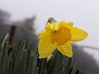 雨のしずくが滴る黄色い水仙の花
