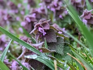 雨のしずくがついた紫の小さい花　ヒメオドリコソウ