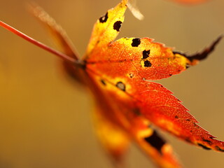 秋を感じる紅葉のクローズアップ