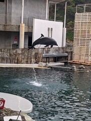 ショーで飛ぶイルカ