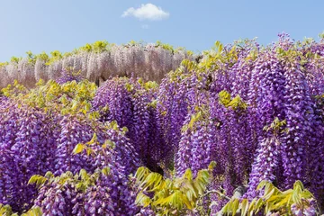 Zelfklevend Fotobehang 日本の風景・春　あしかがフラワーパーク　多種多彩な花々  © Yuta1127