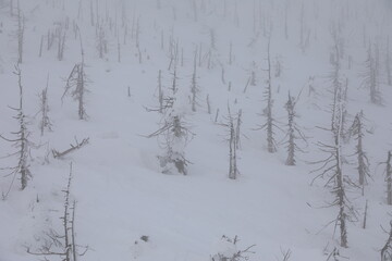 Zao Snow Monsters in Japan.