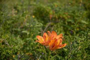 満開の野生のユリの花　エゾスカシユリ
