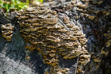 Turkey tail mushrooms captured along a hiking trail in an Ontario Provincial Park.