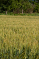 夏の麦畑
