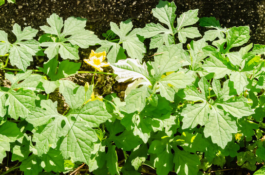 Serasee Plant On Wall