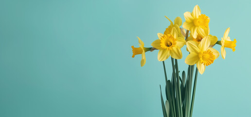 A bunch of yellow daffodils against a turquoise isolated background with room for text, suitable for a header. Representing daffodil day, cancer council society. 