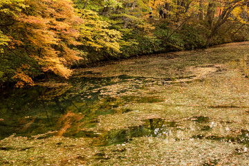 紅葉し始めた秋の池
