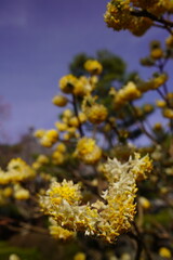 ミツマタの黄色い花