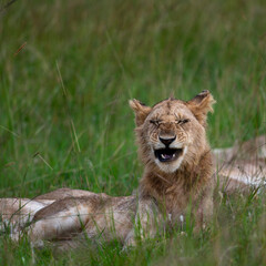 male lion in the grass, maasai mara