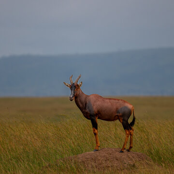 portrait of topi antelope in maasai mara